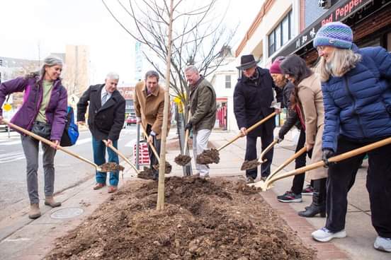 Baltimore County Creates Street Tree Replacement Program