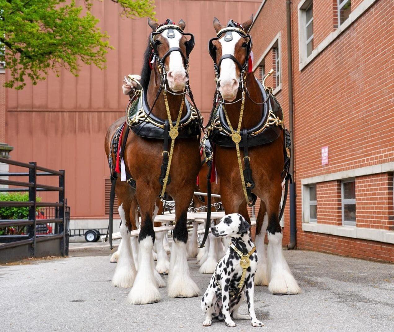 Budweiser Clydesdales to Visit AVENUE at White Marsh and Essex Day